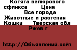 Котята велюрового сфинкса. .. › Цена ­ 15 000 - Все города Животные и растения » Кошки   . Тверская обл.,Ржев г.